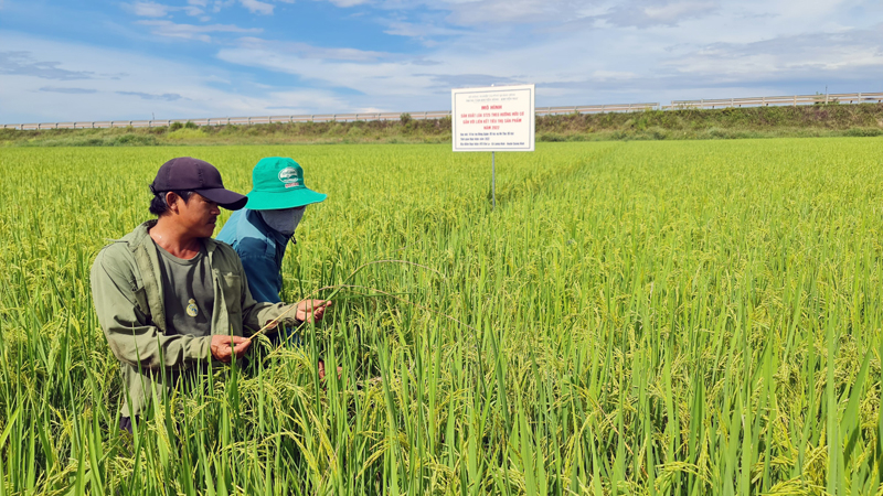 Lúa ST25 sinh trưởng, phát triển tốt trên cánh đồng thôn Văn La, xã Lương Ninh.
