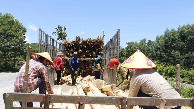 Trồng rừng là sinh kế của phần lớn người dân huyện Tuyên Hóa.