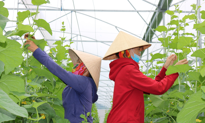 Nông nghiệp sạch, công nghệ cao là định hướng phát triển những năm tiếp theo trên địa bàn TX. Ba Đồn.