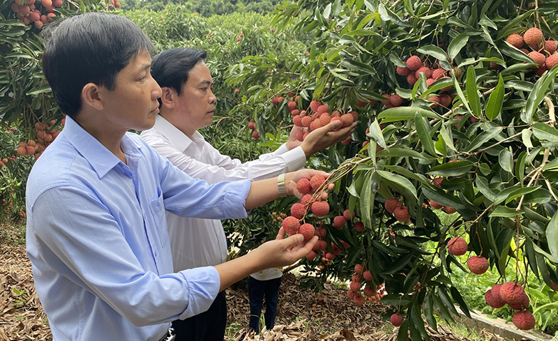 Tổng Giám đốc Công ty CP Tổng công ty Sông Gianh Nguyễn Đình Lực đánh giá vườn vải sử dụng phân bón Sông Gianh tại huyện Lục Ngạn, tỉnh Bắc Giang.