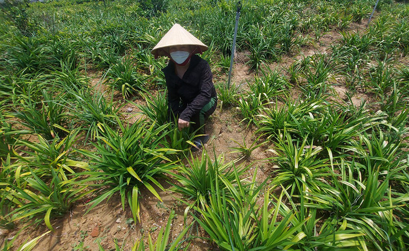 Cây hương bài sinh trưởng tốt ở Vạn Trạch và sẽ cho thu hoạch vào cuối năm 2022.