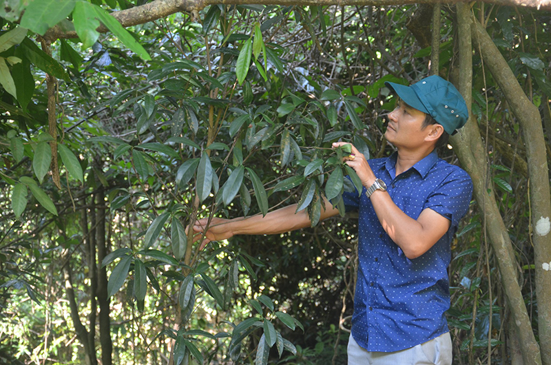 Cây trà hoa vàng đang phát triển tốt dưới tán rừng KDTTN Động Châu-khe Nước Trong.
