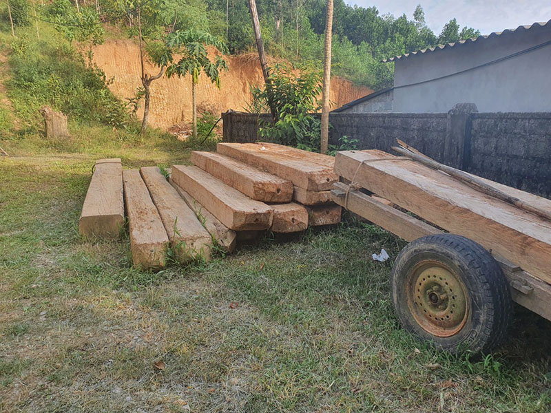 Gỗ lậu bị bắt giữ được tập kết tại Trạm Kiểm lâm Hóa Tiến, huyện Minh Hóa