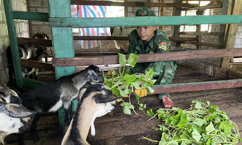 Mô hình nuôi dê Lào do Đồn Biên phòng Cà Xèng thực hiện đạt hiệu quả cao.