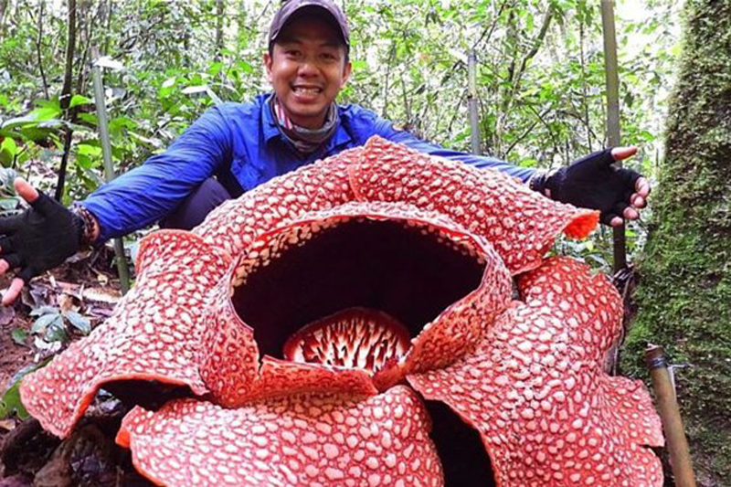 Một bông hoa sen có mùi hôi thối, thuộc loài Giant Padma (Nguồn: AP)