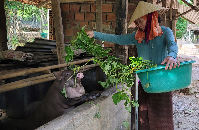 Giống lợn bản địa thuộc dự án hỗ trợ sinh kế hiện tại phát triển ổn định