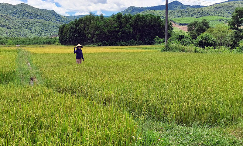 Việc chăm sóc, thu hoạch hơn 50ha lúa và 20ha màu phụ thuộc rất lớn vào tuyến đường nội đồng qua  