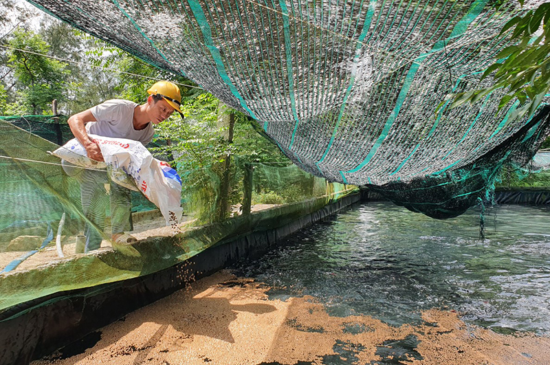 Nuôi cá lóc ở Ngư Thủy mang lại hiệu quả kinh tế cho ngư dân vùng biển bãi ngang.