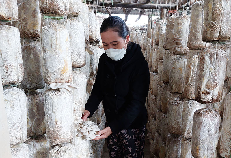 Vốn vay CSXH giúp người dân đầu tư, phát triển các mô hình sản xuất nông nghiệp.