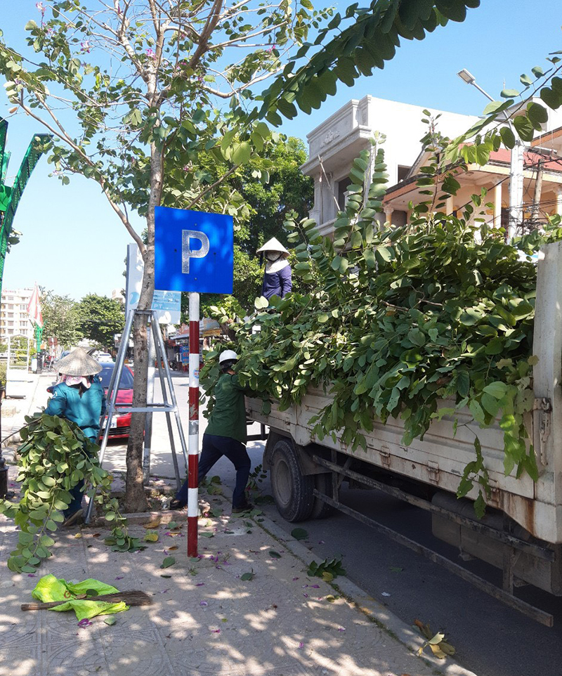 Ban Quản lý dịch vụ Công ích TP. Đồng Hới thực hiện cắt, tỉa cành, cây xanh đô thị, chống đỡ cây xanh trên địa bàn trước khi bão đến.