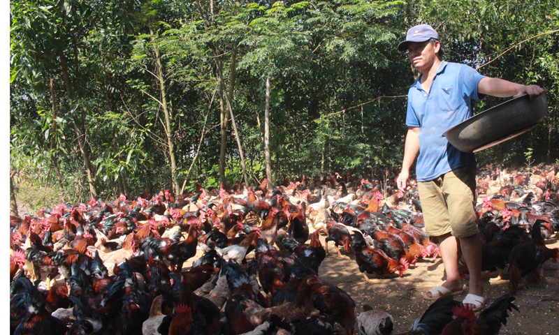 Mô hình chăn nuôi của đảng viên Đinh Quang Thao (xã Yên Hóa, Minh Hóa) cho thu nhập cao.