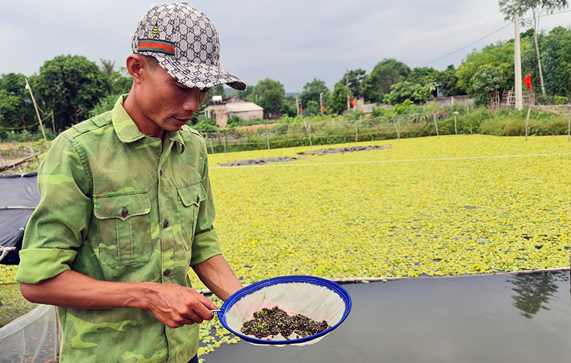 Nhờ nuôi tốt, ốc bươu đen sinh sản ổn định đã giúp anh Cường chủ động nguồn nuôi và cung ứng ốc giống ra thị trường.