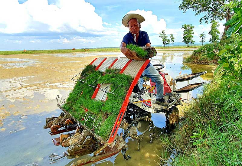 Máy móc dần được sử dụng phổ biến ở các khâu sản xuất lúa của nông dân.