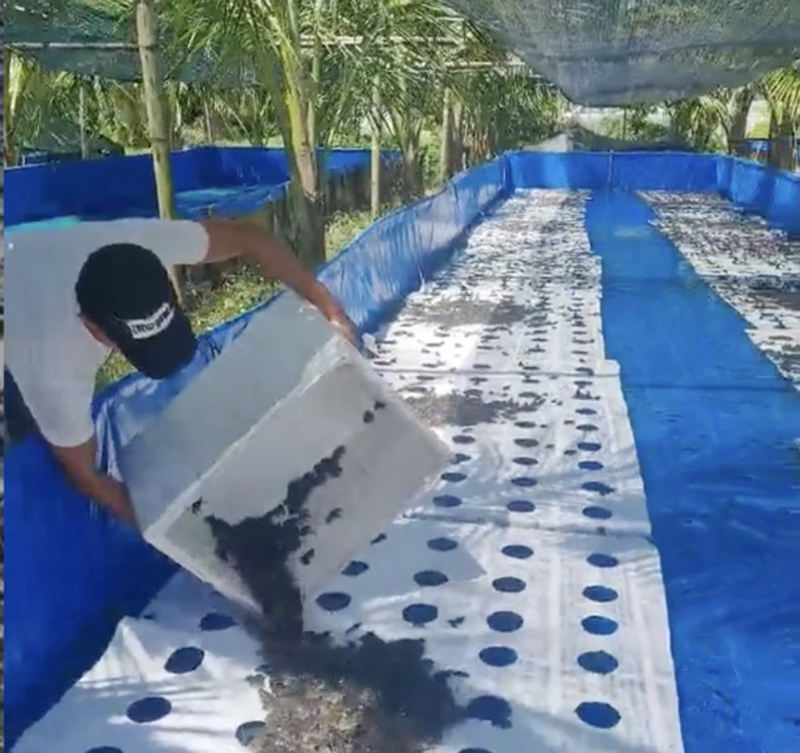 Thả ếch giống Thái Lan nuôi trong bể bạt HDPE