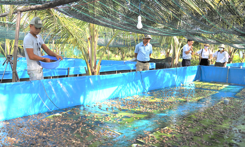 Mô hình nuôi ếch Thái Lan thương phẩm trong bể bạt HDPE phù hợp trên vùng đất cát ven biển huyện Lệ Thủy.