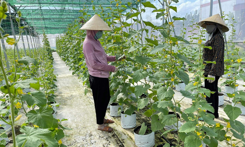 Huyện Quảng Trạch chú trọng ứng dụng KH-CN trong lĩnh vực nông nghiệp.