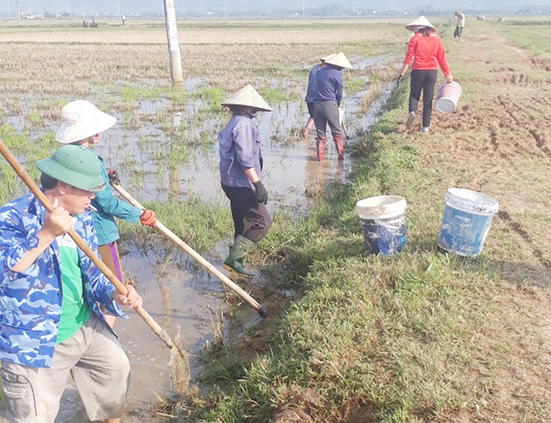 Người dân xã Vạn Trạch (Bố Trạch) ra quân diệt chuột.