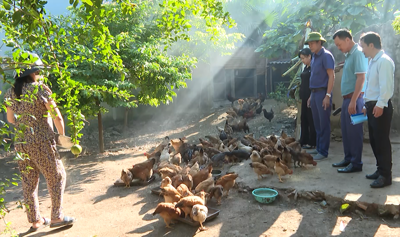 Mô hình nuôigà ri lai của người dân xã Phù Hóa.