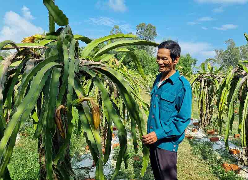 Mô hình vườn mẫu của ông Nguyễn Văn Thuông, xã Nam Trạch mang lại thu nhập cao cho gia đình.