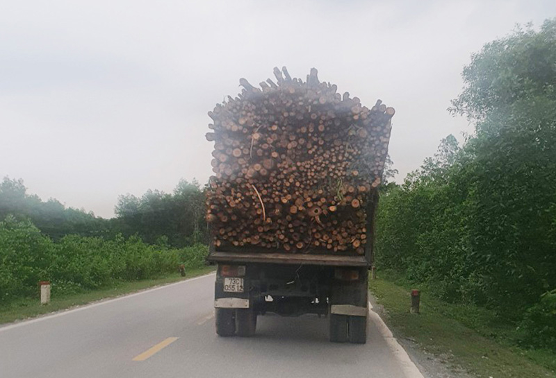 Tình trạng xe ô tô chở cây keo, tràm có dấu hiệu quá khổ, quá tải diễn ra nhiều trên địa bàn tỉnh.