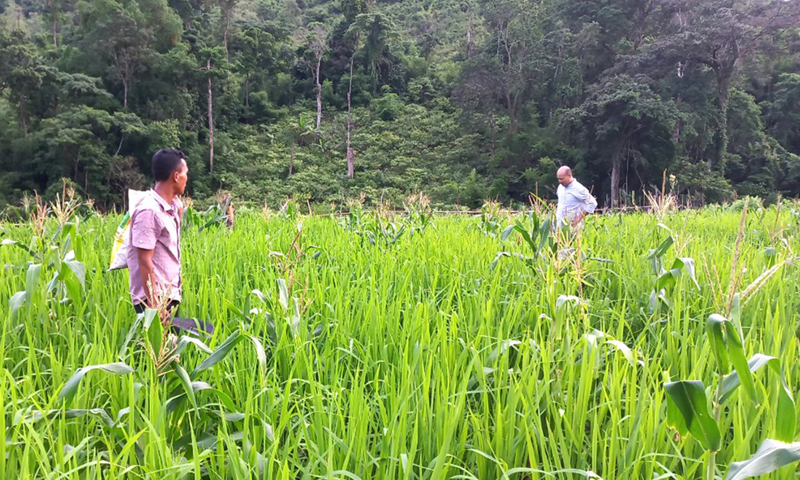  Người dân xã Tân Trạch (Bố Trạch) trồng cây, cải thiện đời sống gia đình.