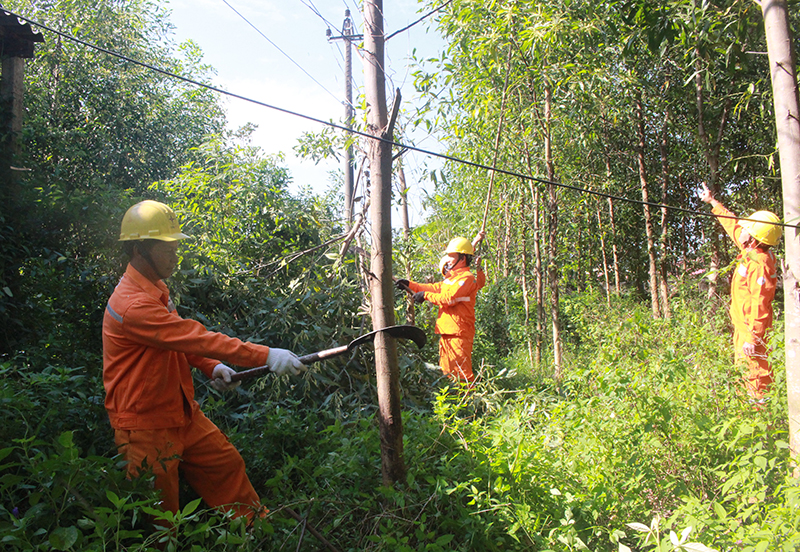 Đội quản lý điện tổng hợp khu vực phía Tây Lệ Thủy vệ sinh hành lang lưới điện đi qua vườn dân.