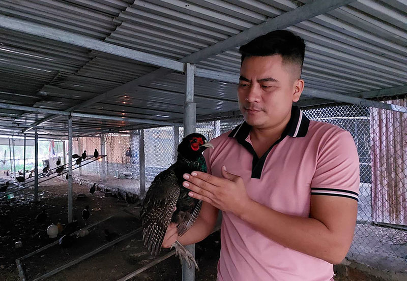 Đam mê với chăn nuôi đã giúp anh Tuân xây dựng trang trại chim trĩ.