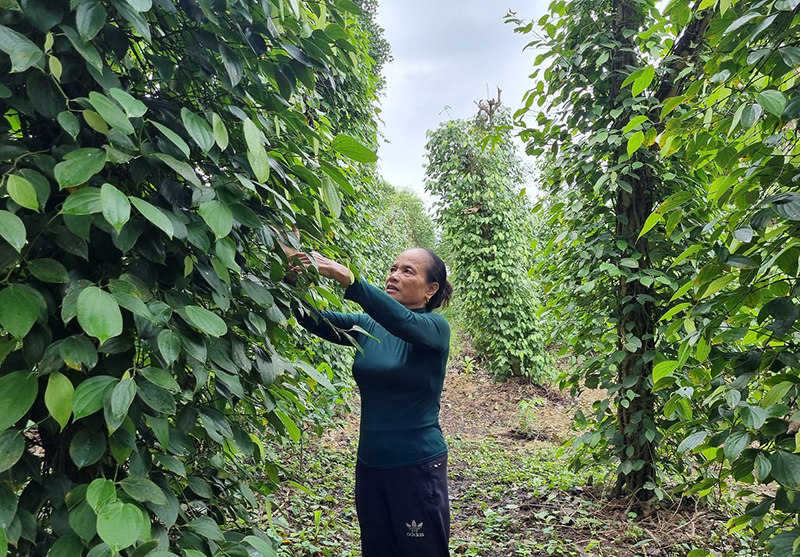 Từ hộ khó khăn, chị Nguyễn Thị Nguyện đã vươn lên thoát nghèo, trở thành hộ khá giả ở địa phương.