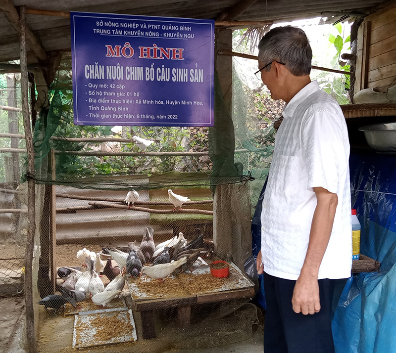  Mô hình nuôi chim bồ câu sinh sản của gia đình ông Trương Quang Tiệu.