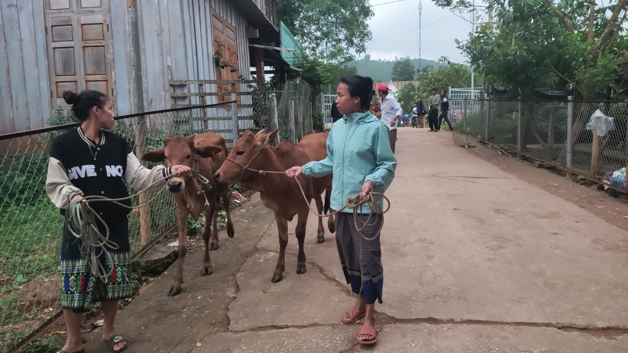 Các hộ nông dân vui mừng khi được nhận bò giống.