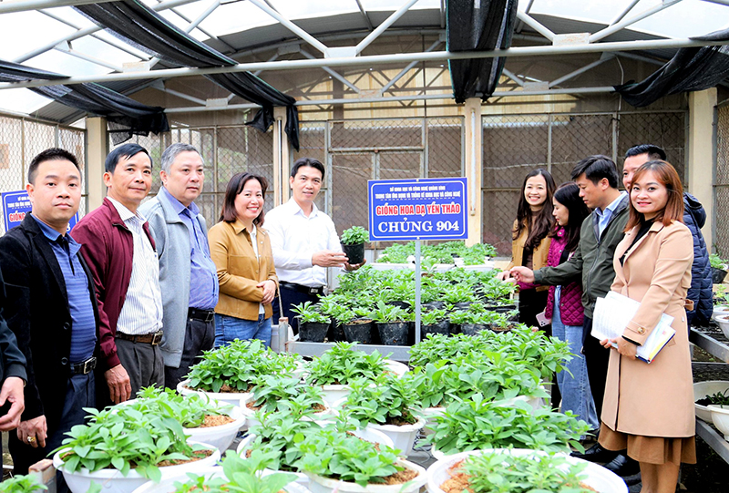 Đơn vị chủ trì nhiệm vụ trồng hoa dạ yến thảo bằng giống nuôi cấy mô (đã chuyển sang bầu đất).