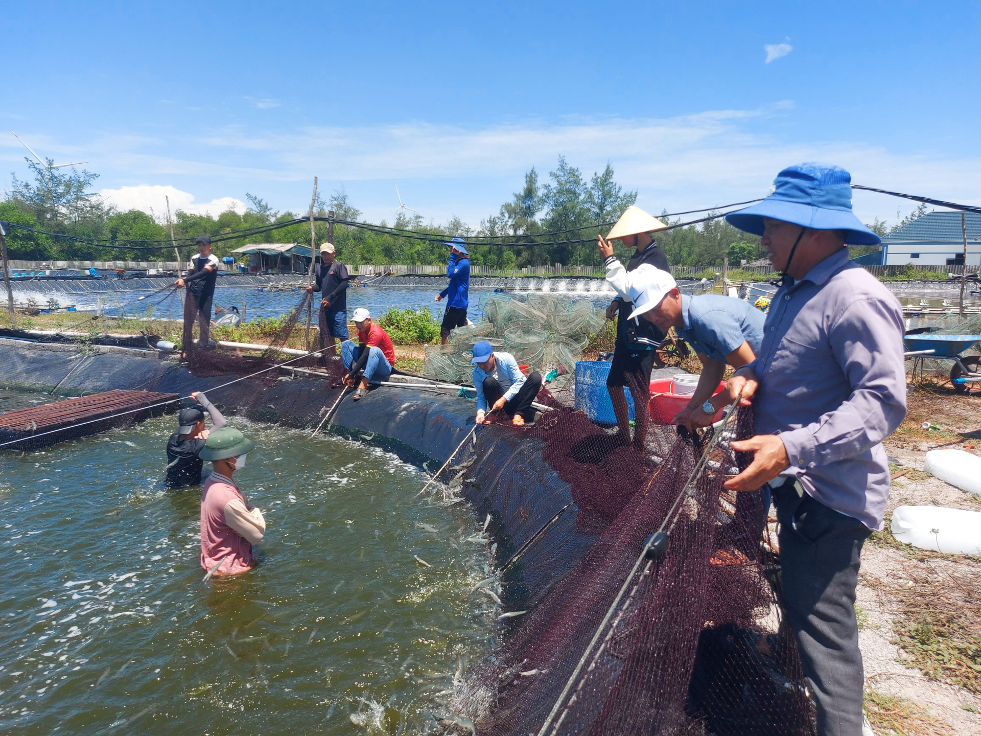 Nông dân xã Hải Ninh (Quảng Ninh) thu hoạch vụ tôm năm 2022.