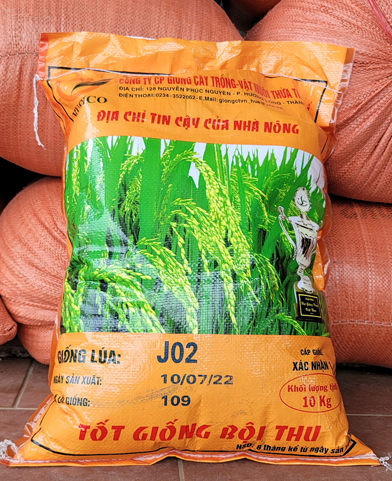 Giống mới J02 đến từ đất nước Nhật Bản hy vọng sẽ bén duyên với đồng ruộng Vĩnh Tuy.