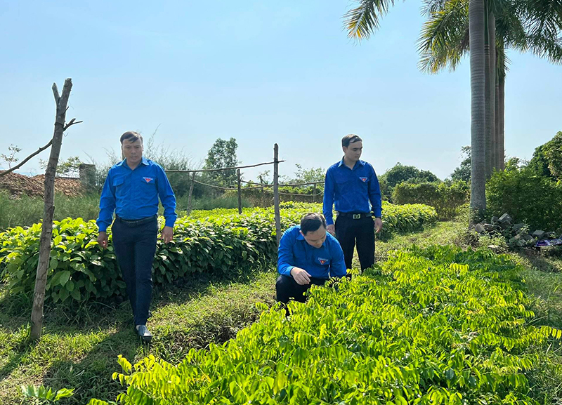 Nhiều đoàn viên, thanh niên đã sử dụng hiệu quả nguồn vốn vay để đầu tư sản xuất.