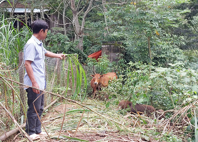 Nhờ có nguồn vốn tín dụng CSXH hộ nghèo, hộ cận nghèo được vay vốn để phát triển chăn nuôi.
