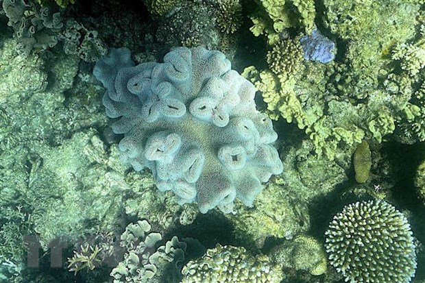 Rạn san hộ Great Barrier tại khu vực ngoài khơi Australia. (Ảnh: AFP/TTXVN)