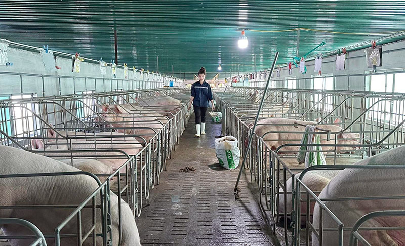 Các trang trại công nghệ cao bảo đảm nguyên tăng phòng dịch nên duy trì đàn nuôi số lượng lớn.