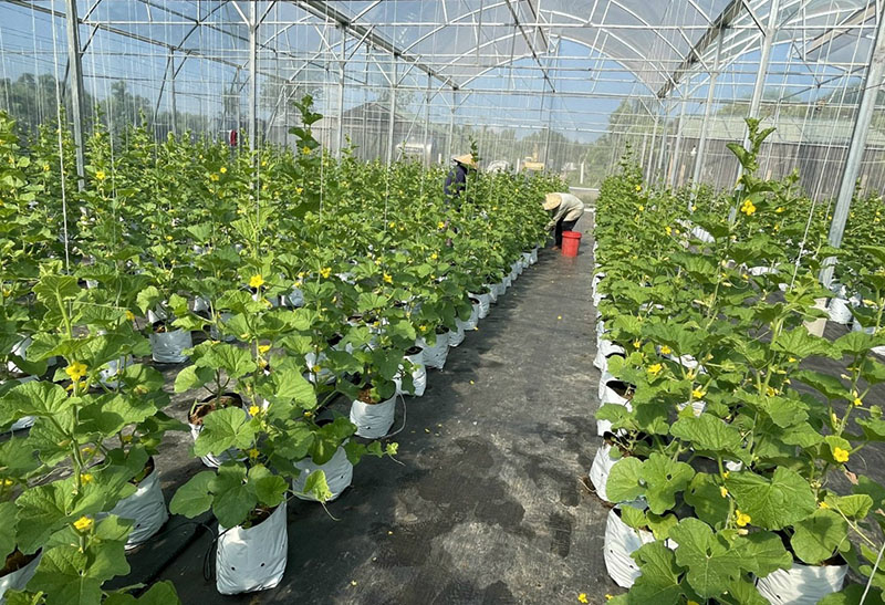 Mô hình trồng rau quả theo hướng VietGAP trong nhà lưới của Trung tâm KN-KN tỉnh thực hiện tại TP. Đồng Hới.