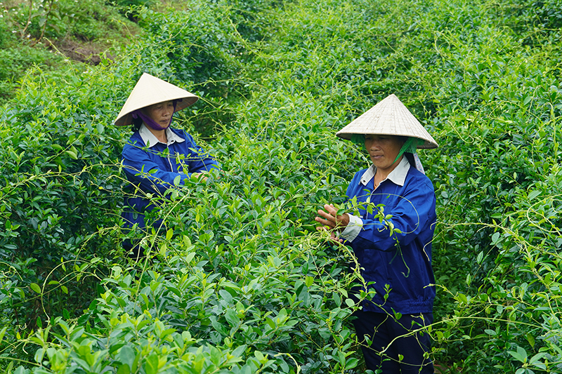 Chương trình OCOP góp phần giải quyết việc làm cho lao động nông thôn.