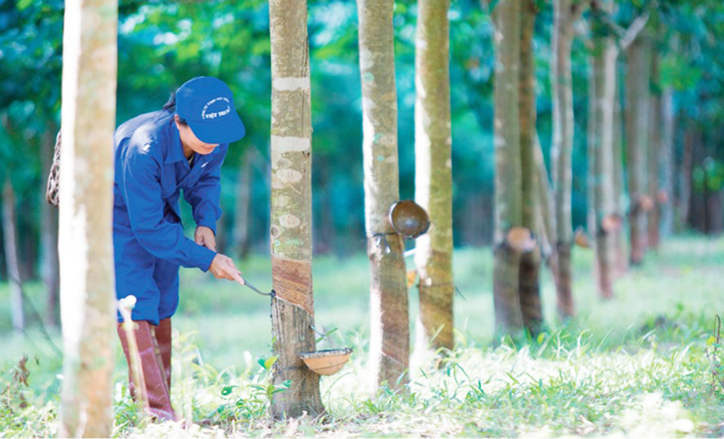 Cây cao su vẫn được công ty xác định là ngành nghề sản xuất kinh doanh chính.