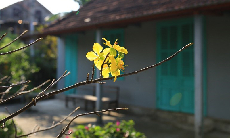 Mai vàng.