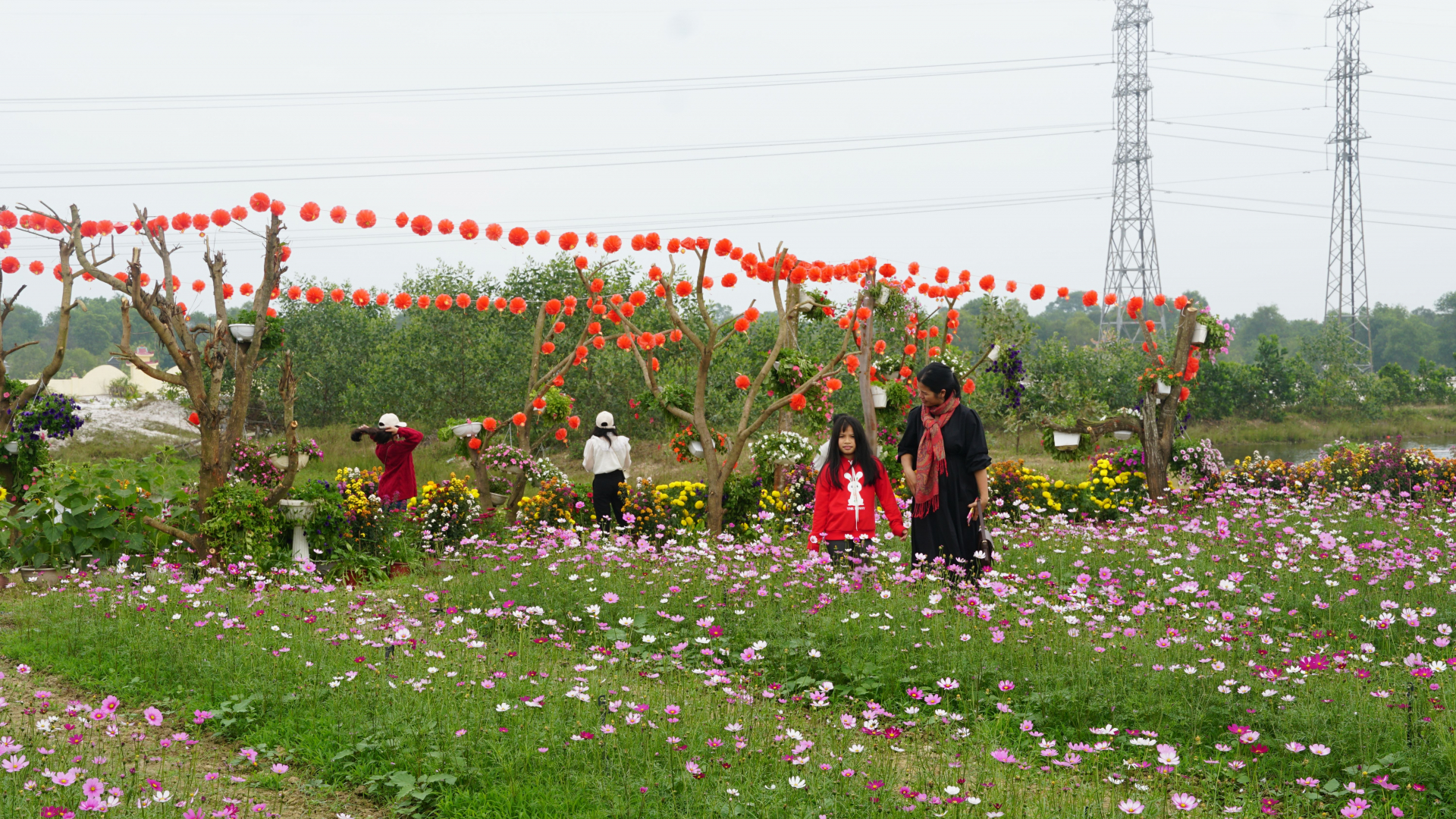Vườn hoa cánh bướm khoe sắc.