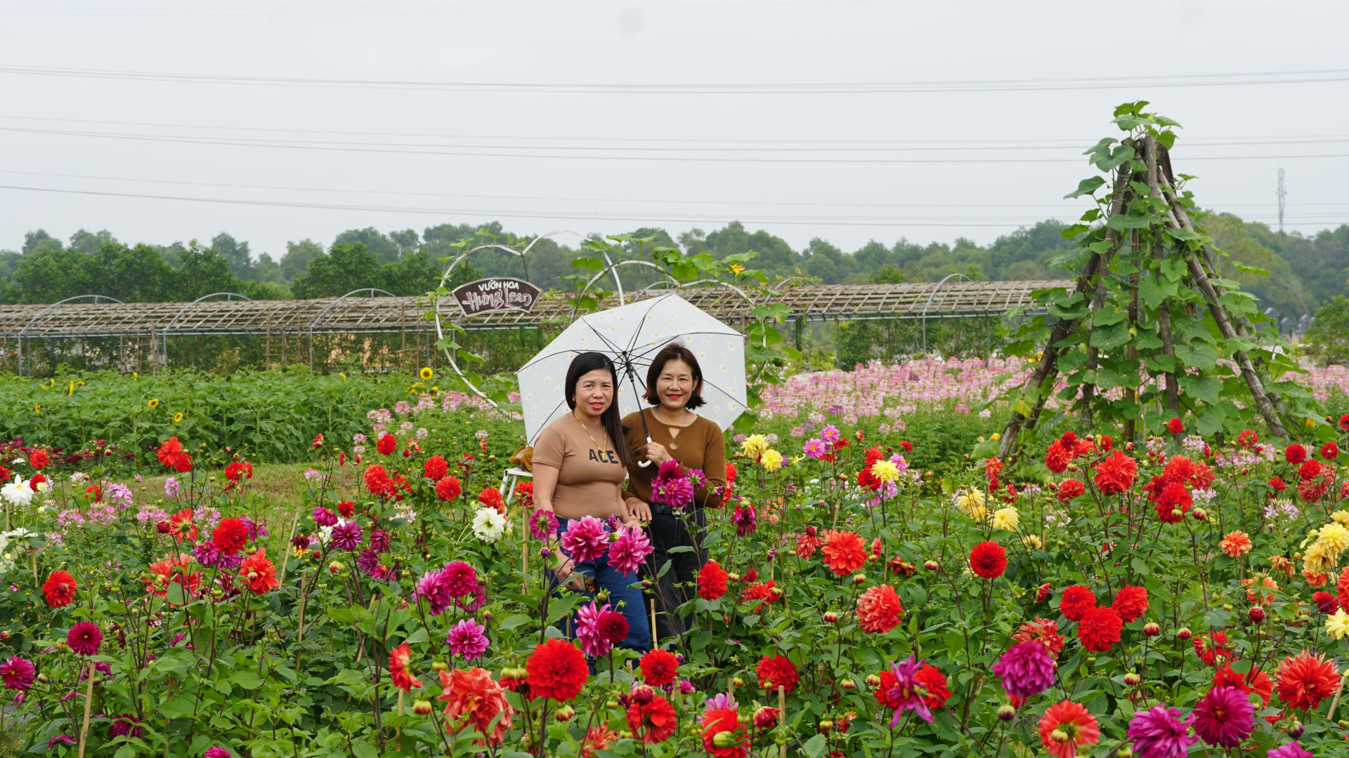 Vườn thược dược là nơi hút khách nhất của vườn hoa trong thời điểm hiện tại.