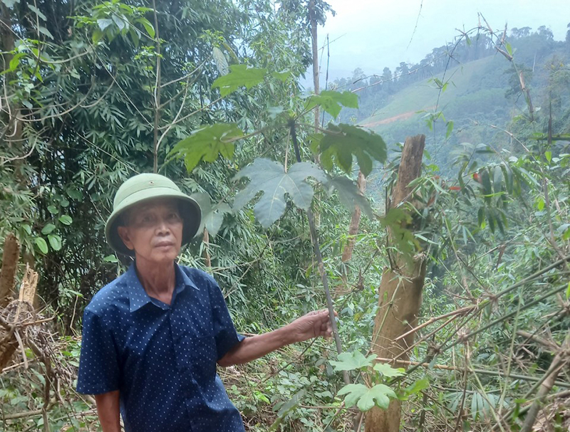 Sau 1 năm trồng và chăm sóc, cây trẩu tại xã Trường Sơn đã phát triển tốt