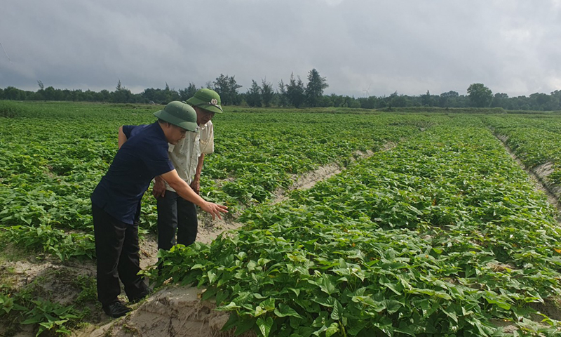 Sản xuất nông nghiệp theo hướng hàng hóa, nâng cao chất lượng sẽ được Đảng bộ huyện Lệ Thủy tập trung lãnh đạo, chỉ đạo.