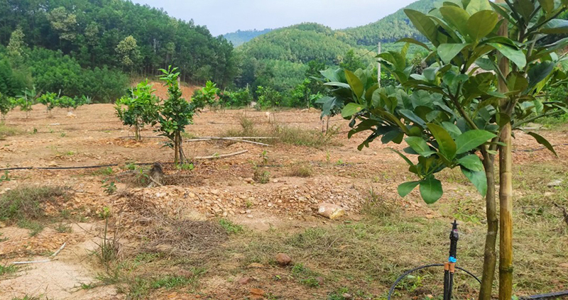 Cây ăn quả “bén duyên” trên vùng gò đồi.