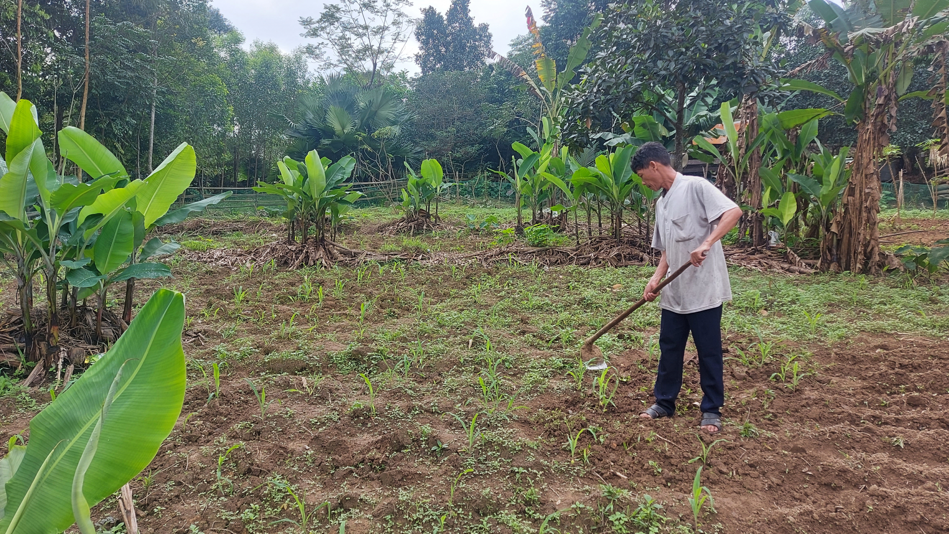  Anh Hồ Phình tích cực chăm sóc khu vườn của gia đình.