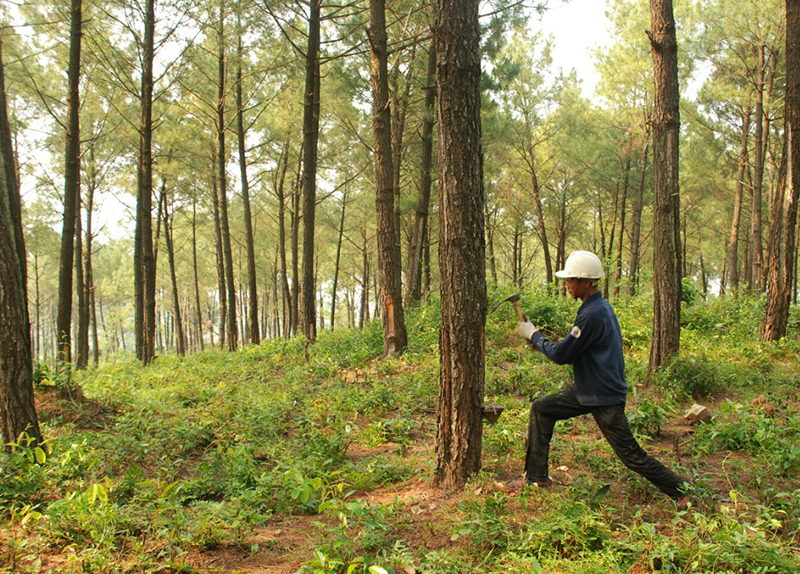 Công nhân Công ty Long Đại khai thác nhựa thông.
