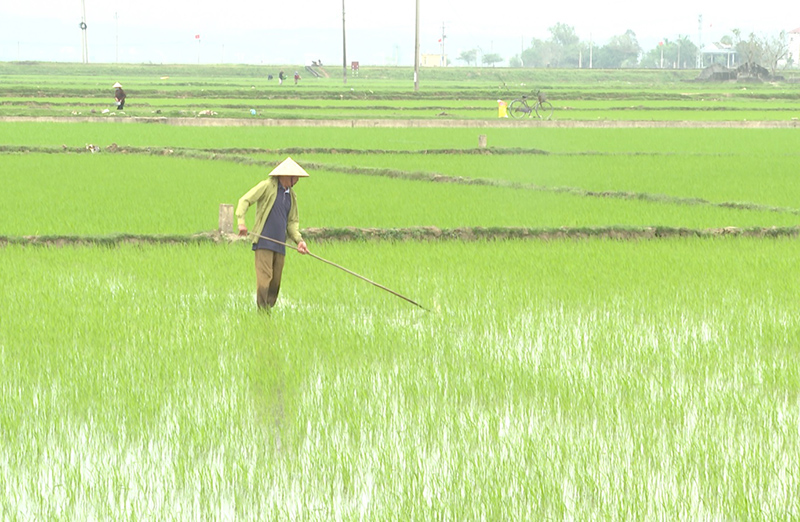  Nông dân bón phân cho các trà lúa dài ngày.