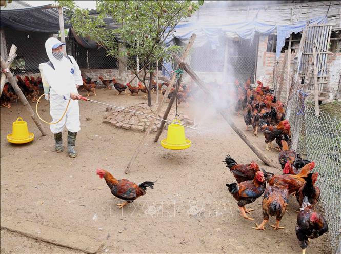 Nhân viên thú y phun thuốc tiêu độc, khử trùng cho đàn gà nuôi tại hộ nông dân Trần Văn Phong, thôn Phượng Hoàng, xã Cẩm Hoàng, huyện Cẩm Giàng. Ảnh tư liệu: Vũ Sinh/TTXVN